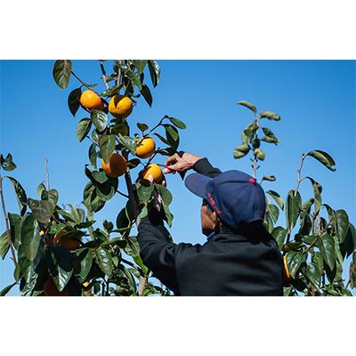 ふるさと納税 かすみがうら市 早生(わせ)柿の代表「早秋」約3.0kg以上(10個〜14個) |  | 01