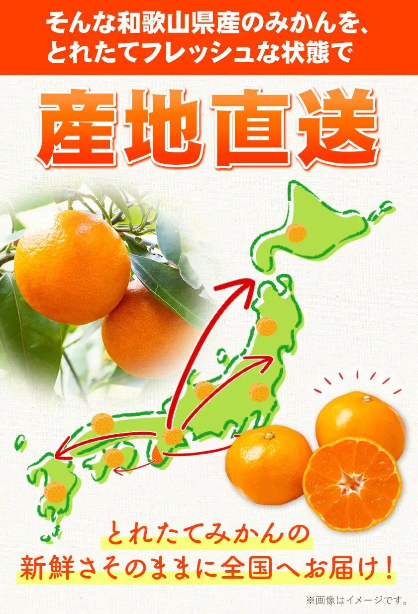 みかん 和歌山みかん 約10kg