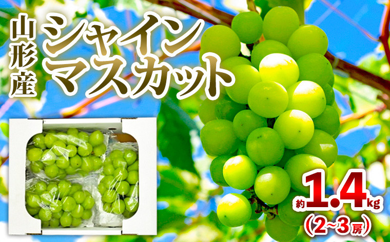 
            山形産 シャインマスカット 約1.4kg (2～3房) 秀品 【令和8年産先行予約】FS25-605 くだもの 果物 フルーツ 山形 山形県 山形市 2026年産
          