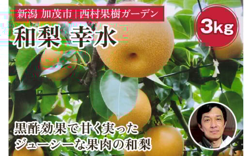 【2025年先行予約】新潟産 西村の黒酢ミネラル栽培 梨 幸水3kg（5～12玉）《8月中旬以降発送》こうすい 玄米黒酢やヨーグルトを散布して育てた梨 果物 フルーツ ギフト 加茂市 西村果樹ガーデン