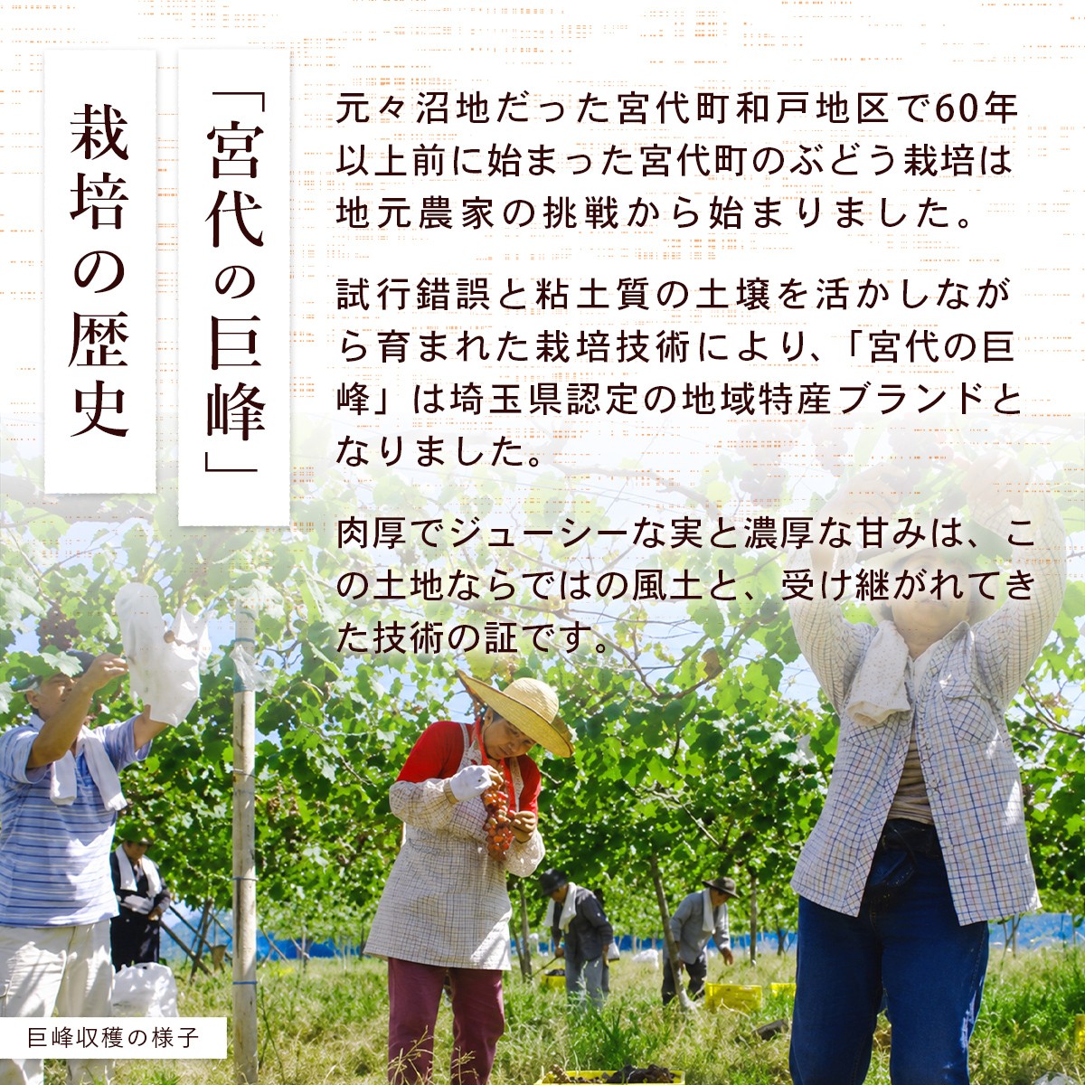 栽培の歴史昭和30年代から60年以上続く宮代町の巨峰栽培の歴史農家が丹精込めて育てた地域特産ブランドのぶどう