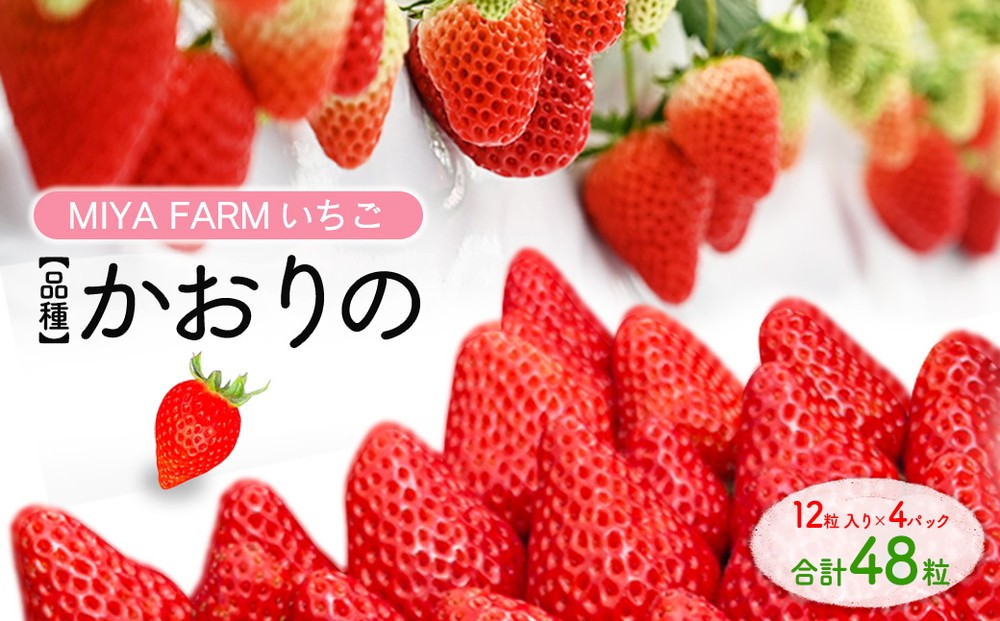 
                  【先行予約】MIYA FARM いちご（品種：かおりの）12粒入り×4パック 合計 48粒 ※北海道・沖縄・離島への配送不可 ※2026年12月中旬～2027年5月下旬頃に順次発送予定
                