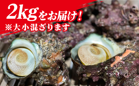 【その日に獲れたものをその日に発送！】鮮度抜群 新上五島町産 活サザエ 殻付き2kg【ひまわり】[RBK001]