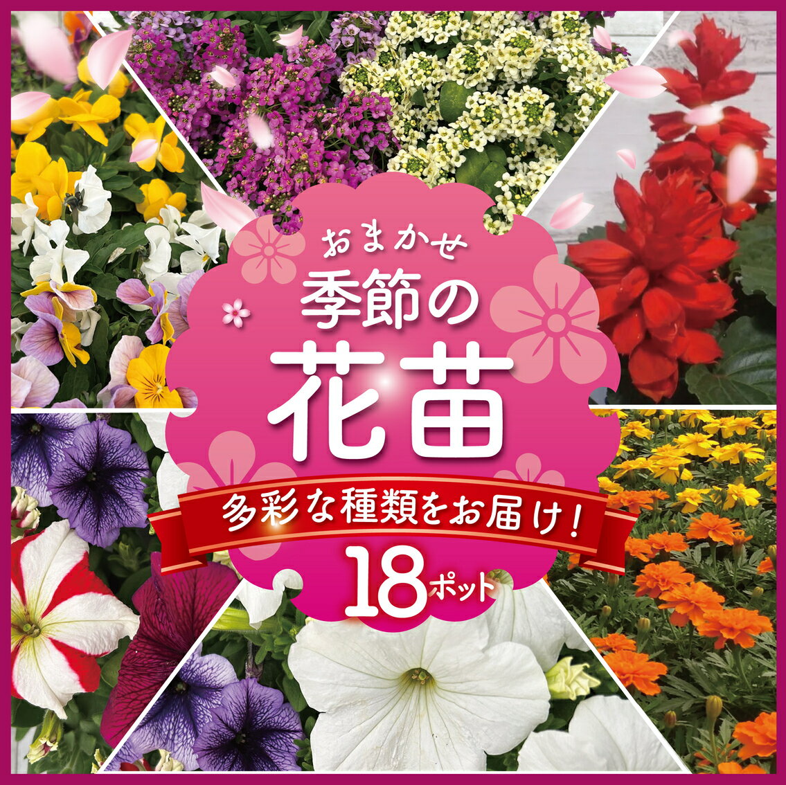 【ふるさと納税】 季節 の 花苗 おまかせ 18 ポット 花 生産農場 直送 寄せ植え ガーデニング 緑 はな hana ペチュニア ベゴニアセンパ マリーゴールド 赤サルビア ポーチュラカ一重 八重 バーベナ パンジー ビオラ 葉ボタン アリッサム 苗 植物 渡辺花園 神奈川 湘南 藤沢