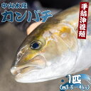 【ふるさと納税】【先行予約】「カンパチ」1匹（約3.5kg〜4kg）- 期間限定 魚 かんぱち 海鮮 鮮魚 魚介類 海の幸 ギフト お刺身 煮物 焼き魚 おかず 手結沖養殖 産地直送 のし対応可 送料無料 高知県 香南市【冷蔵】 ny-0005