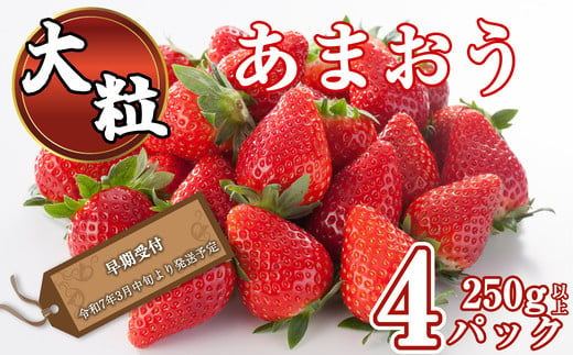 
大粒 福岡県産 あまおう 250g 以上 × 4パック 【 2025年 令和7年 先行予約 】 ブランド いちご SF055-1
