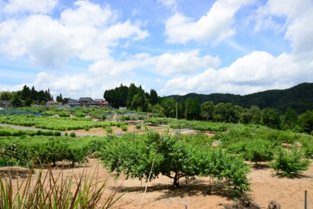 新見の白桃 約1.5kg 6玉 【先行予約 7月下旬から順次発送】