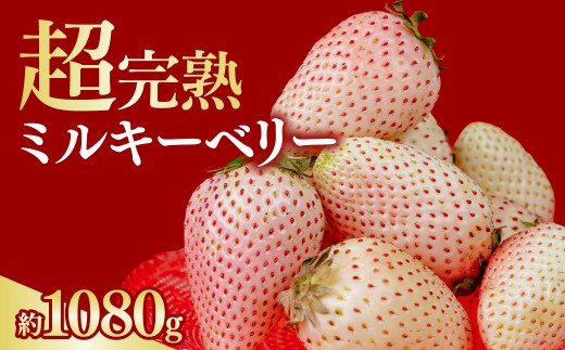 いちご 選手権金賞農園の 厳選&完熟『幻のミルキーベリー』レギュラー 約270g ×４パック 合計1080g【3月以降発送】 | いちご イチゴ 苺 ミルキーベリー 第1回いちご選手権金賞 ブランドいちご ストロベリー 完熟 果物 フルーツ くだもの 旬 産地直送 栃木県産 鈴木ファーム 栃木県 茂木町