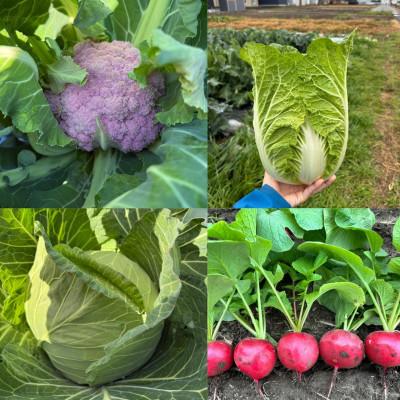 ふるさと納税 江南市 【Hello!農園直送】旬のおまかせ野菜セット(5〜7品)　栽培期間中農薬・化学肥料不使用 |  | 03