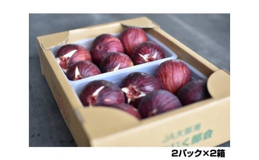 No.141 朝採りいちじく　約2kg ／ 無花果 イチジク 果実 朝採れ 大阪府 特産品