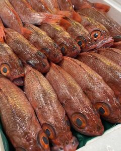 山陰浜田港水揚げ　幻の高級魚のどぐろ(鮮魚)ひと箱 【1996】