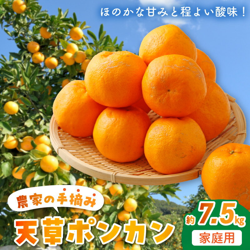【ふるさと納税】先行予約 天草ポンカン 約 7.5kg 家庭用 国産 大小混合 ポンカン 手摘み ほのかな甘み 程よい酸味 むきやすい 果実 柑橘 果肉 ジューシー 果物 デザートフルーツ みかん オレンジ 常温 お取り寄せフルーツ 熊本県 天草市 送料無料