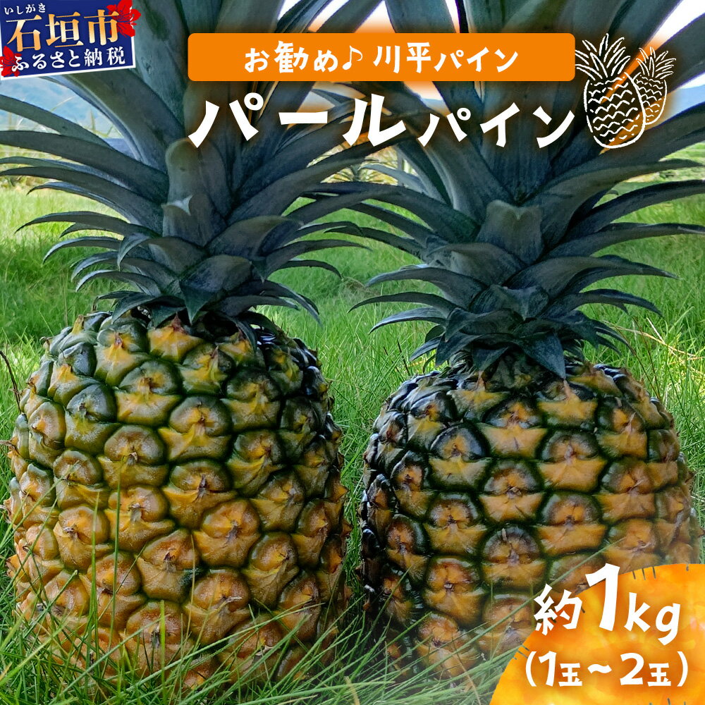 【ふるさと納税】＜先行予約＞パールパイン 1kg (1～2玉) 《お勧め♪川平パイン》《2026年7月～8月頃順次発送》 | パイナップル 沖縄 石垣島 パール 川平 KN-2