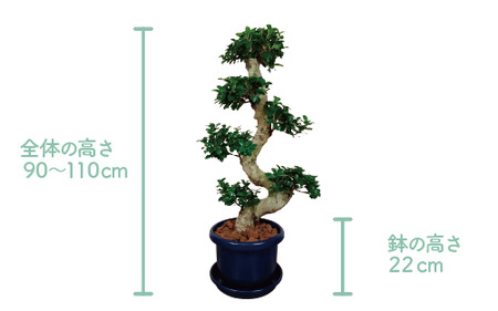 2026年4月下旬～発送 観葉植物 ガジュマル 曲がり 大鉢 T&P 110-1390 観葉植物