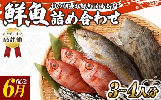 旬の朝獲れ鮮魚詰め合わせ 【2026年6月配送】 鮮魚 直送 ボックス 詰め合わせ【以布利定置網　漁師直送】セット おまかせ 魚介 海鮮 魚 魚介類 海鮮セット 新鮮 天然【S00818-6】