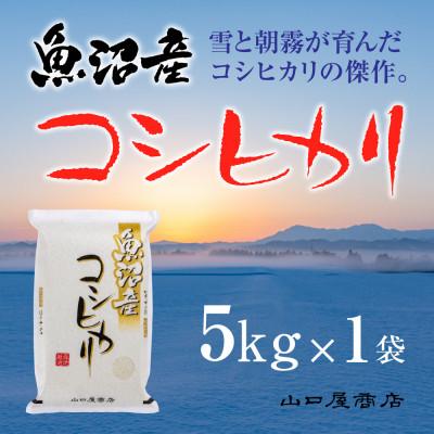 ふるさと納税 十日町市 【令和7年産】【厳選☆十日町育ち】 魚沼産コシヒカリ　5kg