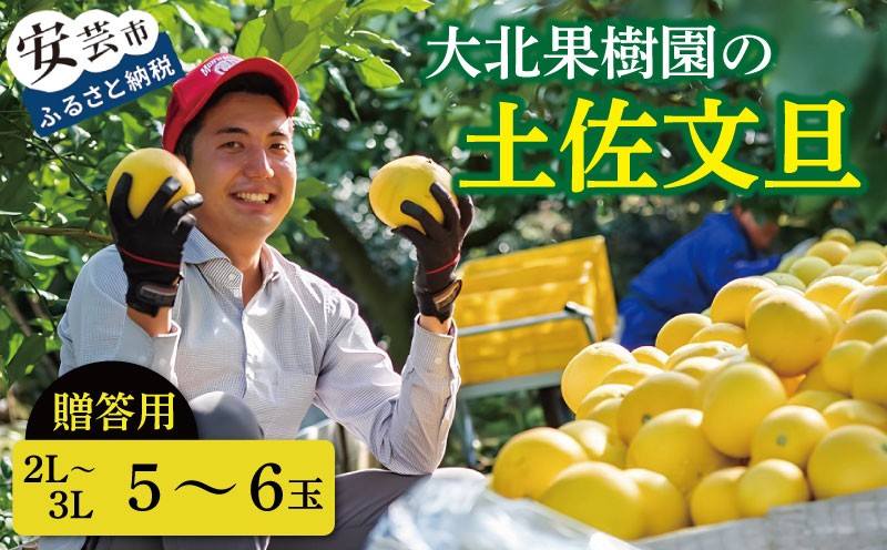 
                  先行予約 文旦 贈答用 2L～3L 5～6玉 土佐文旦 文旦贈答用 柑橘 フルーツ 文旦 数量限定 期間限定 みかん 蜜柑 ぶんたん ブンタン 文旦 分担 高級 国産 文旦 冬 春 旬 果物 果物類 新鮮 文旦 お裾分け ギフト 贈答 冬ギフト デザート 柑橘 文旦 農家直送 産地直送 送料無料 大玉 小玉 文旦高知 大北果樹園 高知県 安芸市 【2027年2月上旬～発送】
                