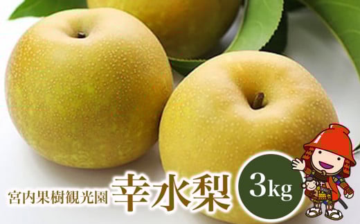 【先行予約】【数量限定】宮内果樹観光園の幸水梨 約3kg | フルーツ 果物 くだもの 梨 なし ナシ 幸水 幸水梨 産地直送 大分県 中津市