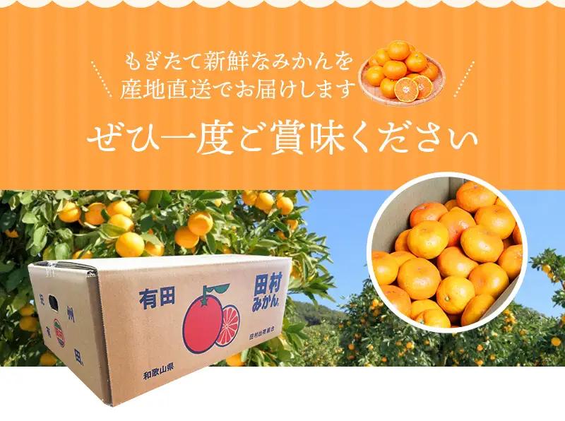 みかん 高級ブランド 田村みかん 5kg【uot504A】