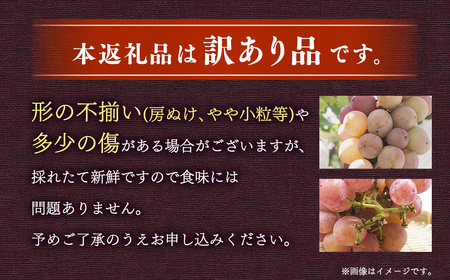【訳あり】 《種なし》 岡山県産 クイーンニーナ 約2kg（5～7房）【2026年8月下旬-9月下旬発送予定】 ／ ぶどう ブドウ 葡萄 大粒 種なし 種無し フルーツ 果物 くだもの 果実