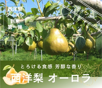 西洋梨（オーロラ）３ｋｇ　７玉　５L～６L　特秀品　0062-2503
