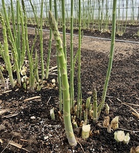 【2025年発送】中富良野町産グリーンアスパラ800g  （L～2Lサイズ混合）【辻本農園】【CB-001】