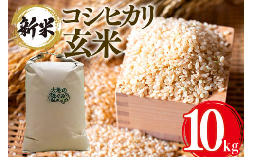 【令和6年産】 お米 ( コシヒカリ ) 玄米 10kg 令和6年 お米 米 おこめ ブランド米 こしひかり 10キロ 国産 単一原料米 コメ こめ ご飯 銘柄米 茨城県産 茨城 産直 産地直送 農家直送 ごはん 玄米ご飯 食べやすい 冷めても美味しい 家庭用 贈答用 茨城県 石岡市 (G406)