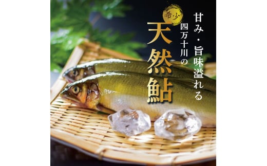 四万十川上流の天然鮎　釣り鮎【冷凍5～18尾】【着日指定不可】Esj-42k