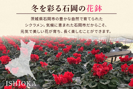 石岡育ちの シクラメン ピンク系 6号鉢 クリスマス フラワー ギフト プレゼント 鉢植え 鉢花 冬 花 茨城県 石岡市 国産 送料無料 産地直送 (G777) (F12-002)