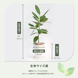 【観葉植物】ベンガルボダイジュ(フィッカス・ベンガレンシス)60cm～80cm(Green Base/014-1478) 南国鹿児島県で育った 観葉植物！植物 鉢付 インテリア 室内 オフィス おしゃ