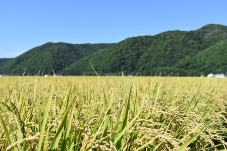 【北海道士別市】※令和５年産米※【9カ月定期便】上士別の生産者がつくるゆめぴりか「玄米」15㎏×9回