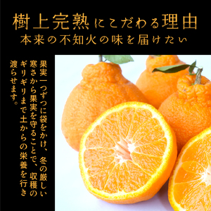 【先行予約】【数量わずか】樹上完熟しらぬい（不知火） 6個~8個 秀品 2026年2月下旬頃～4月中旬頃に順次発送予定（お届け日指定不可）/ 和歌山 みかん しらぬい 不知火 フルーツ 柑橘 蜜柑 果