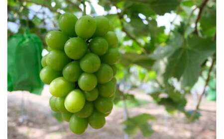 林農園 シャインマスカット 約1kg 2房 【先行予約 10月上旬から順次発送】