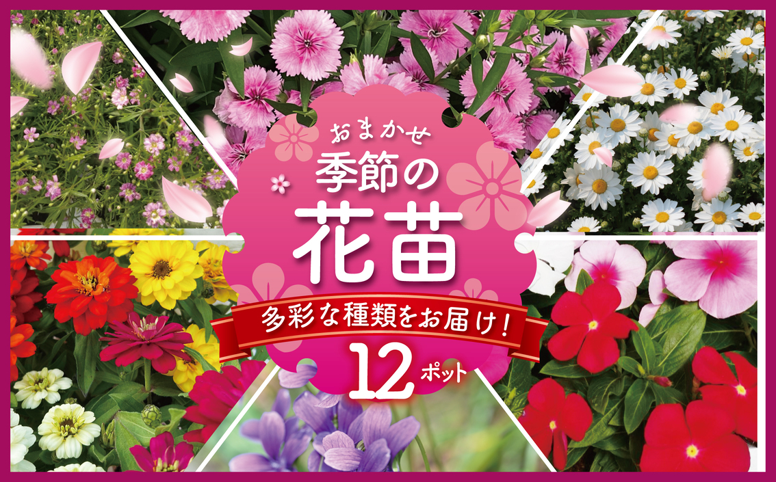 季節 の 花苗 おまかせ 12 ポット 花 生産農場 直送 寄せ植え ガーデニング 緑 はな hana ダールベルグデージー カスミソウ かすみ草 トレニア なでしこ ナデシコ すみれ スミレ ノースポール ガザニア ストック 葉ボタンプラチナケール 苗 植物 渡辺花園 神奈川 湘南 藤沢