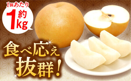 【12月上旬発送開始】愛宕梨 約3kg (3玉-5玉) / フルーツ 果物 なし ナシ くだもの なし 梨 なし くだもの [AFAR025]