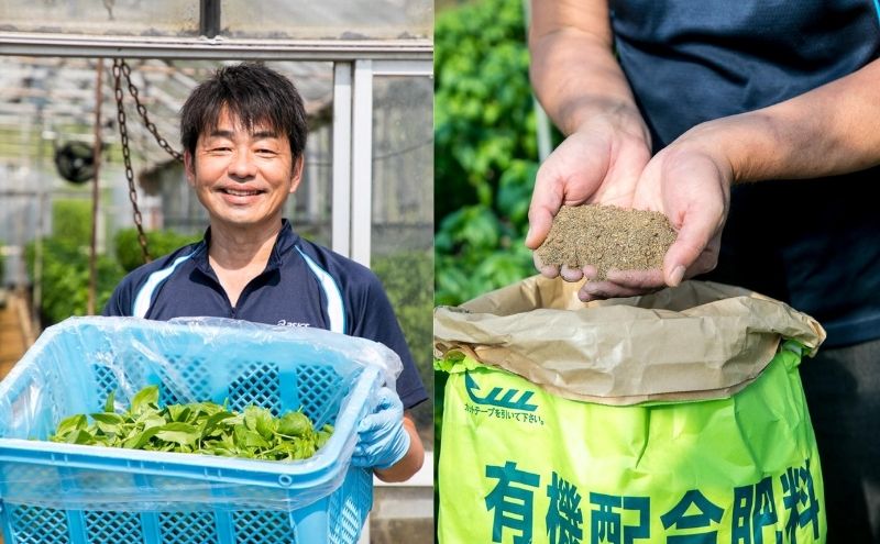 温室野菜 sano 生バジルソース２本セット 加工食品 ソース 