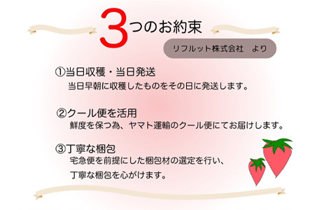 『予約受付』【令和6年9月下旬発送】シャインマスカット500g 1房 葡萄 ぶどう 果物 フルーツ スイーツ