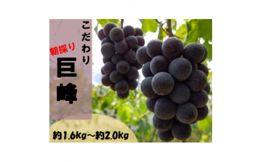 ＜先行受付:2025年8月～順次発送＞ぶどうの王様巨峰(たねなし)　約1.6kg～約2.0kg【1489595】