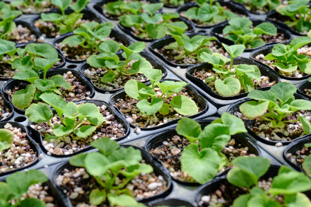 【先行受付1月7日より発送 数量・期間限定】プリムラ オブコニカ タッチミー 5号鉢×3鉢 3色おまかせセット 【鉢花 ふるさと納税 プリムラ】(H069114)