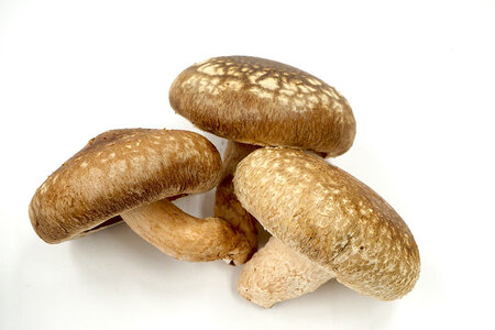 【2025年先行予約】新潟加茂の地酒マスカガミ飲み比べ300ml×3本と生しいたけ約500g 《10月下旬～順次発送》 日本酒