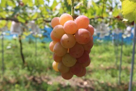 【先行予約】ご自宅用船坂ぶどう 約2kg（3～5房）| 船坂ぶどう ぶどう フルーツ 兵庫県 上郡町 発送は2026年8月16日～2026年10月10日頃予定】