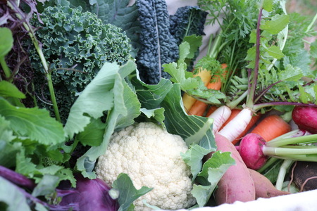 季節を彩る旬の野菜セット （農薬・化学肥料不使用）野菜 産地直送 サラダ 野菜詰め合わせ 詰合せ 旬 季節 新鮮  静岡県 三島市