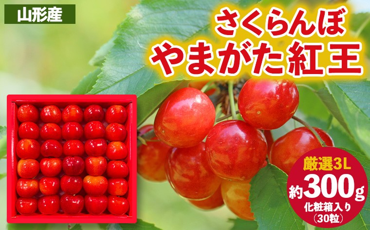 
            さくらんぼ ”やまがた紅王” 厳選 3Lサイズ 30粒 化粧箱入り(約300g) 【令和8年産先行予約】FS25-056
          