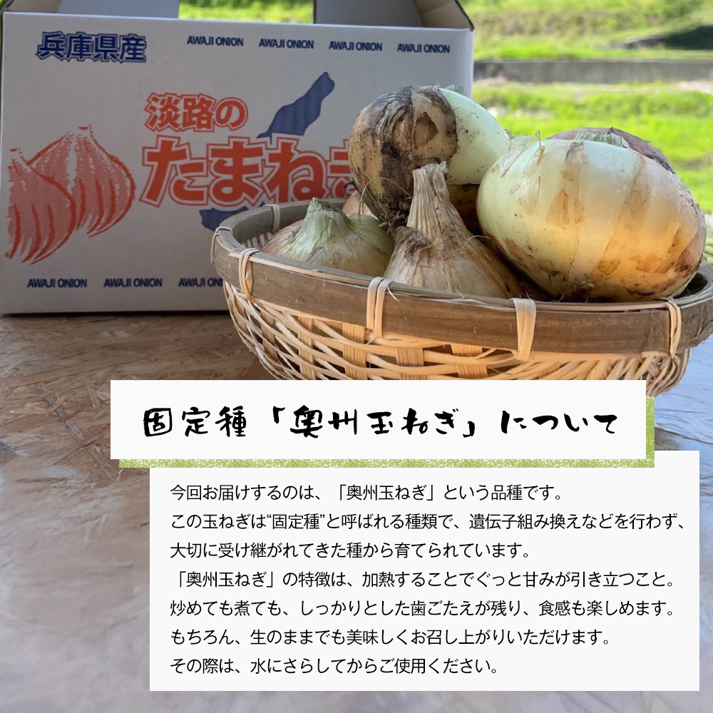 自然栽培玉ねぎ 3kg 《大小様々なサイズのため訳あり》　[