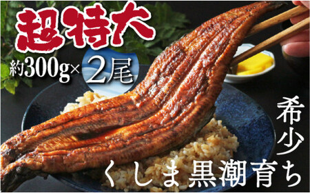 OTUCT-2 【数量限定】超特大くしまの黒潮うなぎ蒲焼２尾（合計600g前後）【大田商店】