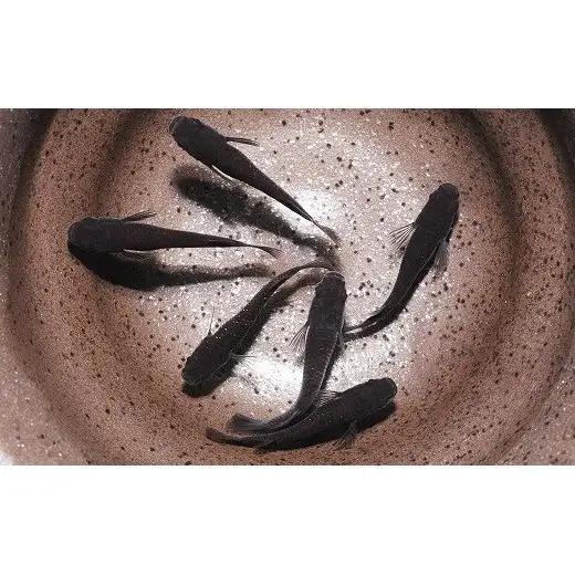 メダカ「オロチラメ」2ペア