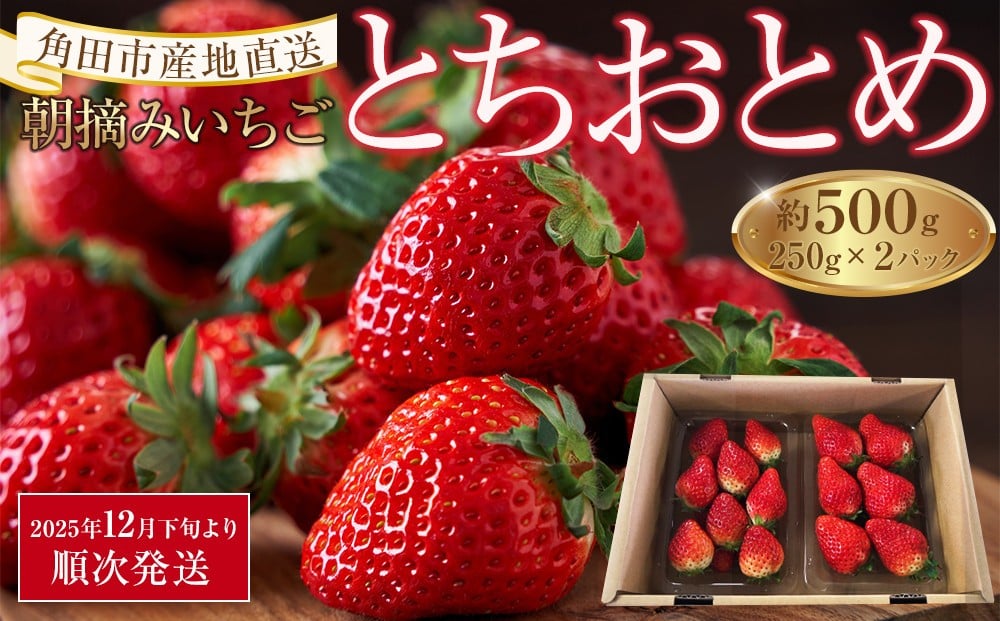 
            【先行予約】いちご とちおとめ 500g ( 250g × 2パック ) 【2025年12月下旬より順次発送】苺 イチゴ 果物 くだもの フルーツ 先行予約 ご当地 お取り寄せ 産地直送 朝摘み 人気 おすすめ 宮城
          