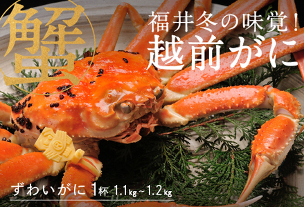 【特別価格期間延長！】【産地直送】福井冬の味覚！越前がに 1杯 1.1～1.2kg