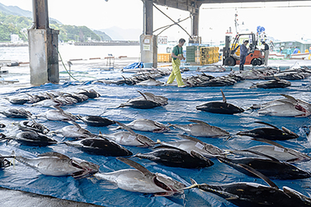 【年末発送限定！ 〈生でお届け〉国産天然マグロ】 産地直送  天然ビンチョウマグロ短冊 700g 天然マグロ 国産 マグロ短冊 鮪 期間限定 小分け 三重県 尾鷲市　KI-53