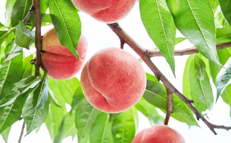～私のおススメ～山形産 もも 2kg【玉うさぎ】 【令和6年産先行予約】FU22-021